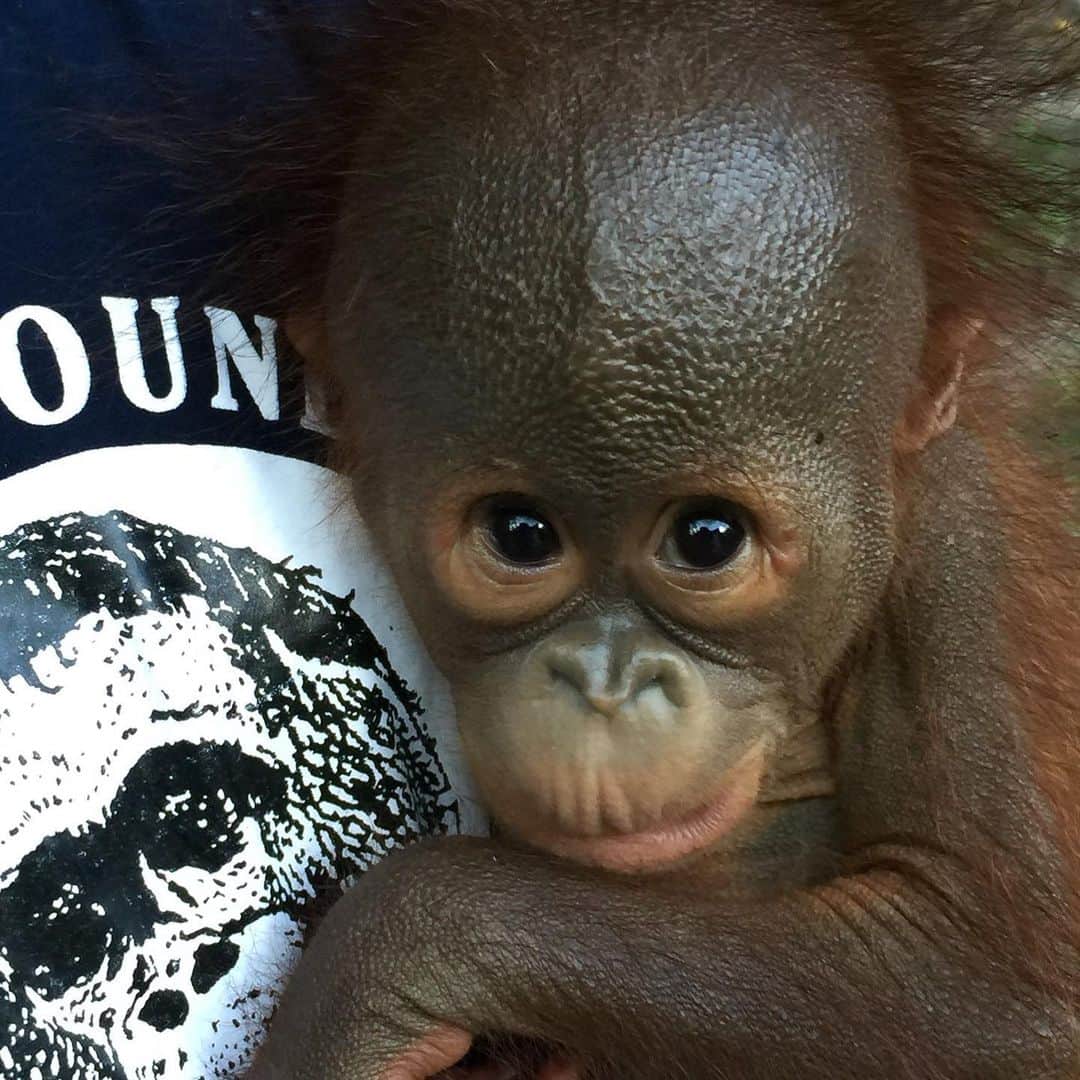 OFI Australiaさんのインスタグラム写真 - (OFI AustraliaInstagram)「2-3 month old Mikey arrived at our orphan #orangutan Care Centre this week. He was handed in by the Forestry Department. Orangutan Foundation International (OFI) will take care of tiny little Mikey for at least 8-10 years until he is old & experienced enough to return to the wild. We celebrate that he was saved but weep that his mother was killed!  _____________________________________ 🐒 OFIA Founder: Kobe Steele 💌 kobe@ofiaustralia.com | OFIA Patron and Ambassador: @drbirute @orangutanfoundationintl |  www.orangutanfoundation.org.au 🐒  #orangutan #orphan #rescue #rehabilitate #release #BornToBeWild #Borneo #Indonesia #CampLeakey #orangutans #savetheorangutans #sayNOtopalmoil #palmoil #deforestation #destruction #rainforest #instagood #photooftheday #environment #nature #instanature #endangeredspecies #criticallyendangered #wildlife #orangutanfoundationintl #ofi #drbirute #ofi_australia #ofia #FosterAnOrangutanToday」12月24日 7時47分 - ofi_australia