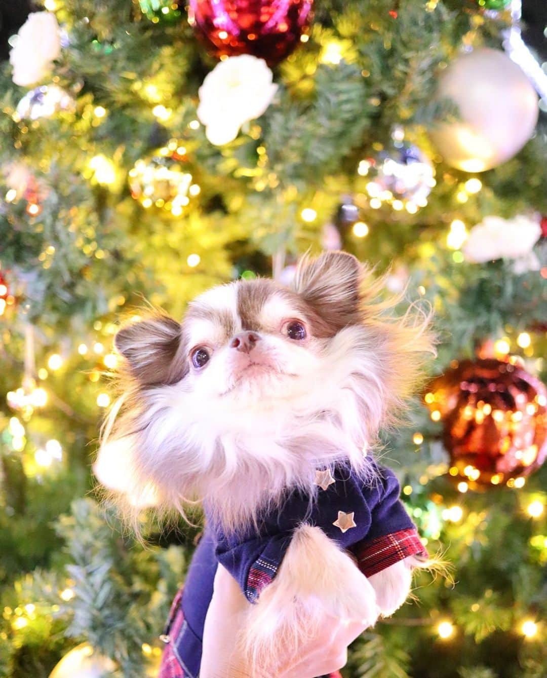kayoのインスタグラム：「* * ✨🎄Merry christmas Eve🎄✨ * * Lychee⭐️🎄 * * #クリスマスイブ #christmaseve * #chihuahua#chihuahualove#dogstgram#dog#instadog#チワワ#チワワ大好き * *」
