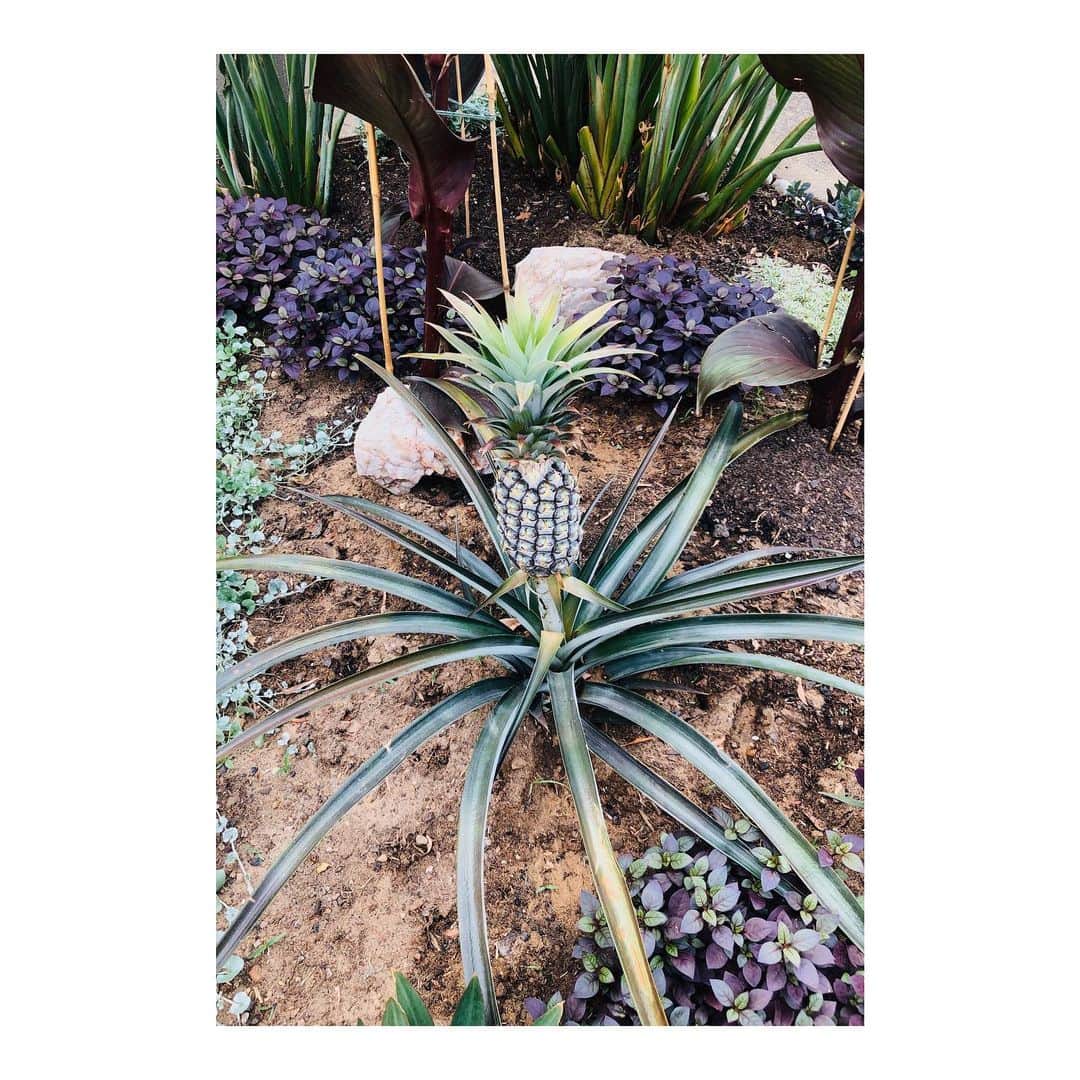 SEN（三辻茜）さんのインスタグラム写真 - (SEN（三辻茜）Instagram)「I never knew... #christmasmystery🍍 Also, makes me think there is another massive pineapple just below the surface, out of which the little guy is growing🤯」12月24日 7時54分 - sen_mitsuji_official