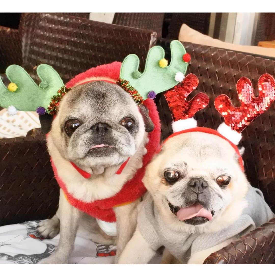 八兵衛のインスタグラム：「🎄🎄Happy holidays🎄🎄from Hachibei & Guli🐶🐶⭐️ * * 通院デートの おじいちゃんズ☺️💕 * *  #ほぼ黒パグ #おじいちゃん犬 #pug #puggy #puglife #puglove #petstagram #pugstagram #pugsofinstagram #pugs #dog #ふわもこ部  @igersjp #IGersJP #east_dog_japan #pecoイヌ部 #八兵衛 #はちべえ #朝ワンコ夕ニャンコ #2019クリスマス」
