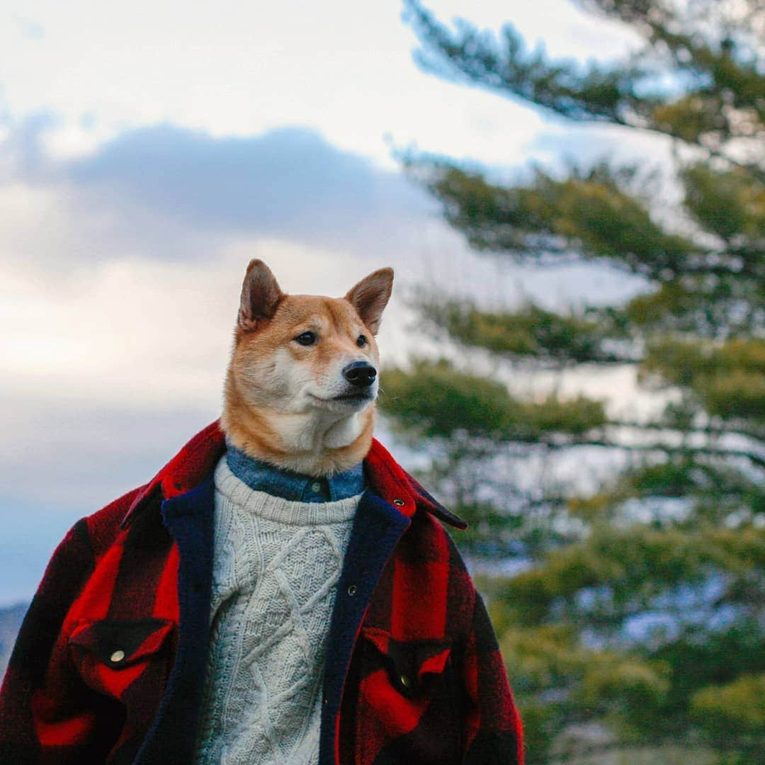 Menswear Dogさんのインスタグラム写真 - (Menswear DogInstagram)「Answer the call of the wild 🌲  2020 Resolution = Book a trip with @bookingcom for the most epic nature selfie. Click link in bio to #BookYourResolution #yolo」12月24日 8時30分 - mensweardog