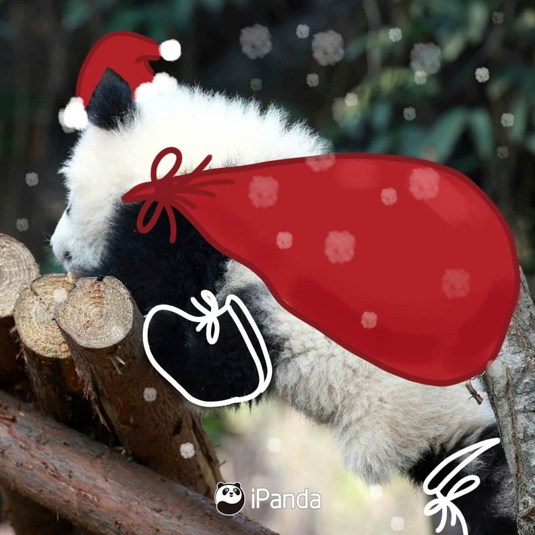 iPandaさんのインスタグラム写真 - (iPandaInstagram)「Season’s greetings from our most adorable panda cubs! What present do you want us to put in your Christmas stocking? 🐼 🐾 🐼 #panda #ipanda #animal #pet #adorable #China #travel #pandababy #cute #photooftheday #Sichuan #cutepanda #animalphotography #cuteness #cutenessoverload #giantpanda」12月24日 18時30分 - ipandachannel