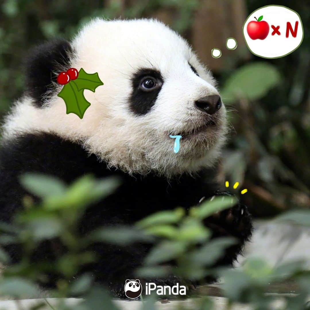 iPandaさんのインスタグラム写真 - (iPandaInstagram)「Season’s greetings from our most adorable panda cubs! What present do you want us to put in your Christmas stocking? 🐼 🐾 🐼 #panda #ipanda #animal #pet #adorable #China #travel #pandababy #cute #photooftheday #Sichuan #cutepanda #animalphotography #cuteness #cutenessoverload #giantpanda」12月24日 18時30分 - ipandachannel