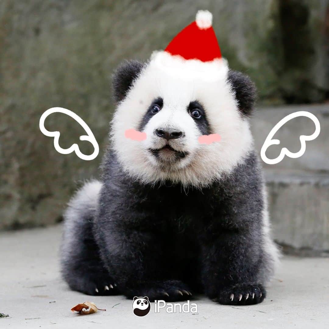 iPandaさんのインスタグラム写真 - (iPandaInstagram)「Season’s greetings from our most adorable panda cubs! What present do you want us to put in your Christmas stocking? 🐼 🐾 🐼 #panda #ipanda #animal #pet #adorable #China #travel #pandababy #cute #photooftheday #Sichuan #cutepanda #animalphotography #cuteness #cutenessoverload #giantpanda」12月24日 18時30分 - ipandachannel