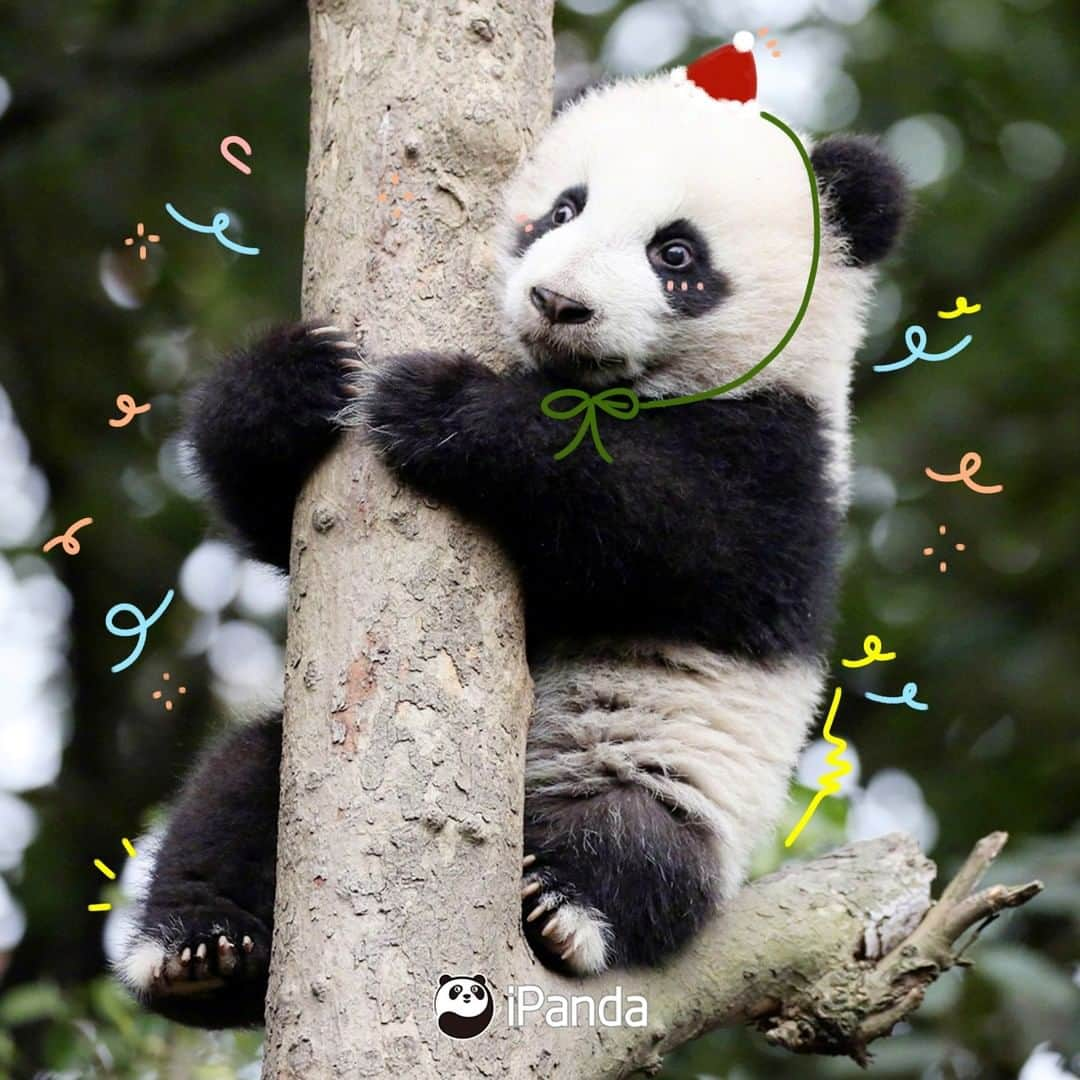 iPandaさんのインスタグラム写真 - (iPandaInstagram)「Season’s greetings from our most adorable panda cubs! What present do you want us to put in your Christmas stocking? 🐼 🐾 🐼 #panda #ipanda #animal #pet #adorable #China #travel #pandababy #cute #photooftheday #Sichuan #cutepanda #animalphotography #cuteness #cutenessoverload #giantpanda」12月24日 18時30分 - ipandachannel