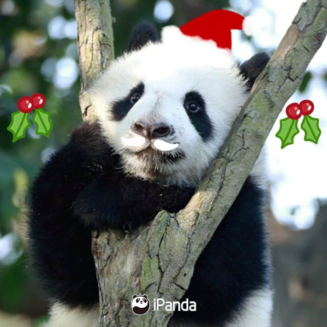 iPandaさんのインスタグラム写真 - (iPandaInstagram)「Season’s greetings from our most adorable panda cubs! What present do you want us to put in your Christmas stocking? 🐼 🐾 🐼 #panda #ipanda #animal #pet #adorable #China #travel #pandababy #cute #photooftheday #Sichuan #cutepanda #animalphotography #cuteness #cutenessoverload #giantpanda」12月24日 18時30分 - ipandachannel