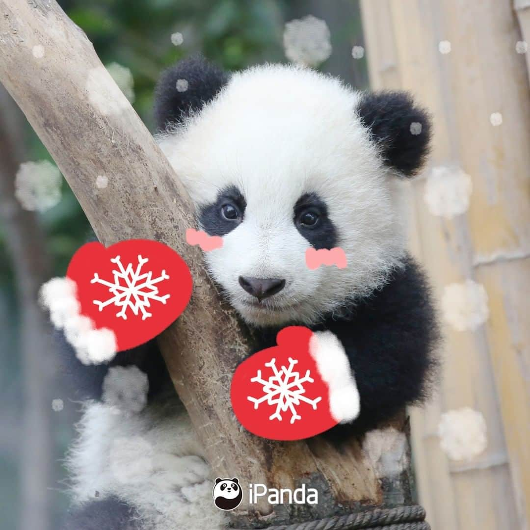 iPandaさんのインスタグラム写真 - (iPandaInstagram)「Season’s greetings from our most adorable panda cubs! What present do you want us to put in your Christmas stocking? 🐼 🐾 🐼 #panda #ipanda #animal #pet #adorable #China #travel #pandababy #cute #photooftheday #Sichuan #cutepanda #animalphotography #cuteness #cutenessoverload #giantpanda」12月24日 18時30分 - ipandachannel