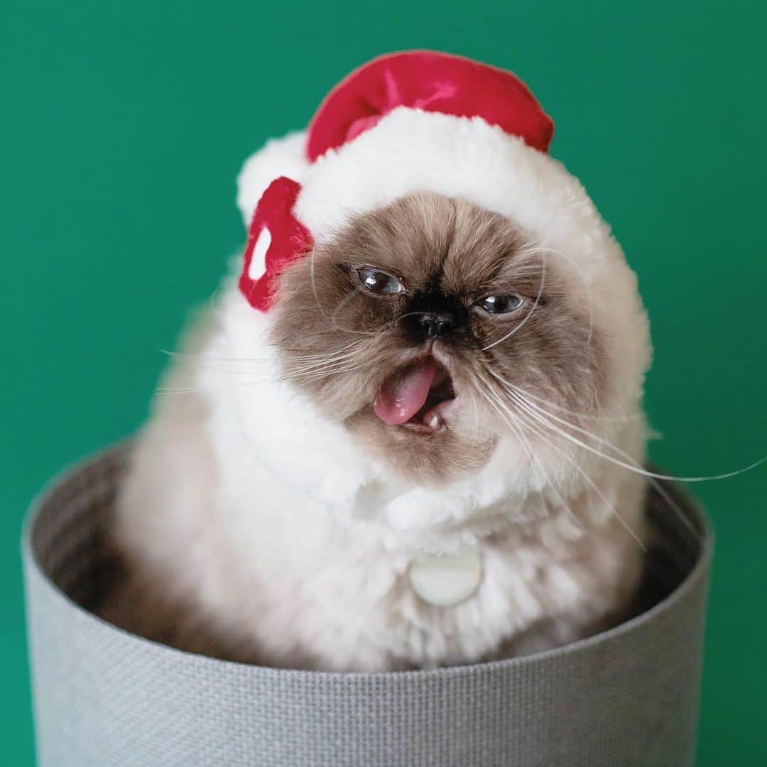 清水桜子さんのインスタグラム写真 - (清水桜子Instagram)「もはや猫に見えないのんサンタ🤶」12月24日 18時31分 - sakuracos