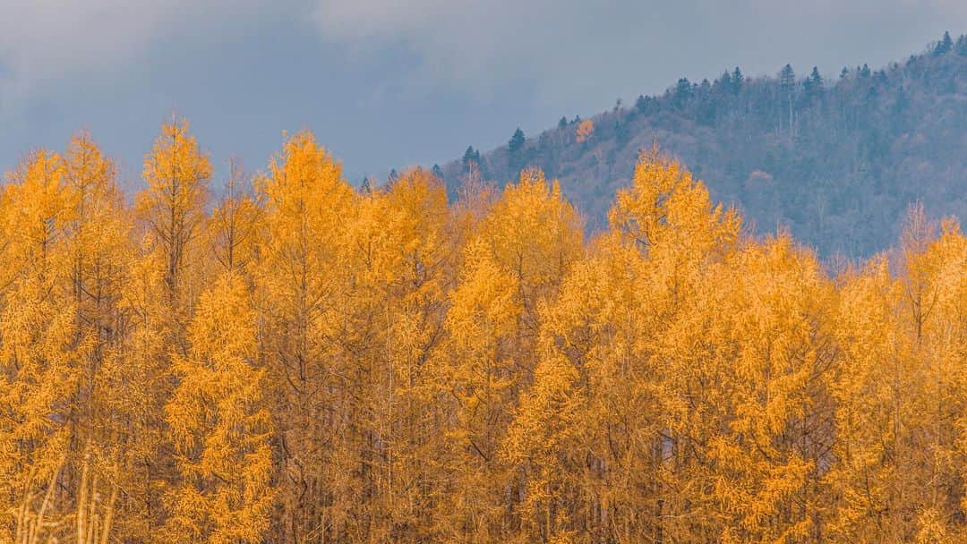 kyoko_zzzのインスタグラム：「Golden larch  #bieihokkaido  #larches  #美瑛の丘」