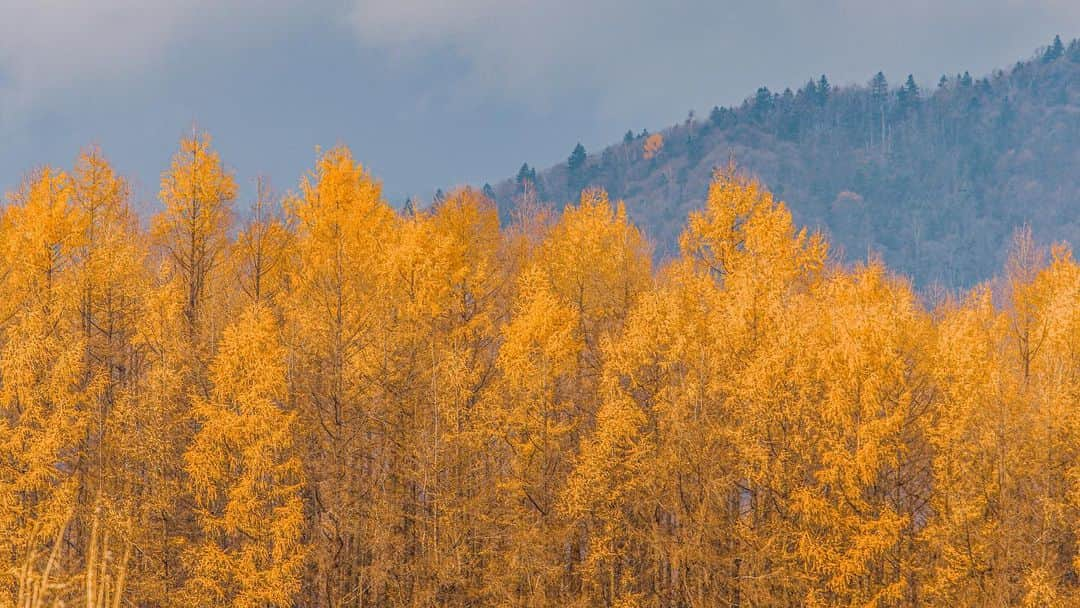 kyoko_zzzさんのインスタグラム写真 - (kyoko_zzzInstagram)「Golden larch  #bieihokkaido  #larches  #美瑛の丘」12月24日 18時46分 - kyoko_zzz