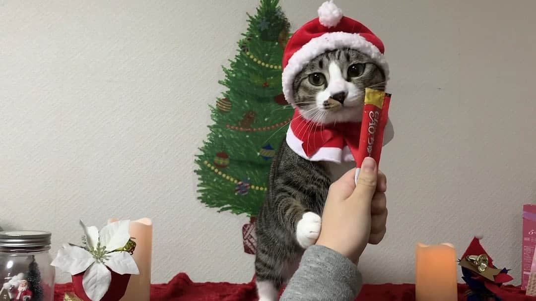 いなば CIAOちゅ～るさんのインスタグラム写真 - (いなば CIAOちゅ～るInstagram)「‪⛄️🎄メリークリスマスイブ🎄⛄️‬﻿ ﻿ ‪／‬﻿ ‪🎅サンタさんから ちゅ〜る貰えるかな？‬﻿ ‪＼‬﻿ ﻿ ‪クリスマス篇TVCMも公開中💝　﻿ https://www.inaba-petfood.co.jp/campaign/ciaochuru_2019/﻿ ﻿ ‪#クリスマスイブ #メリークリスマス #Xmaseve #ちゅーる #クリスマスプレゼント‬」12月24日 18時40分 - ciao_campaign