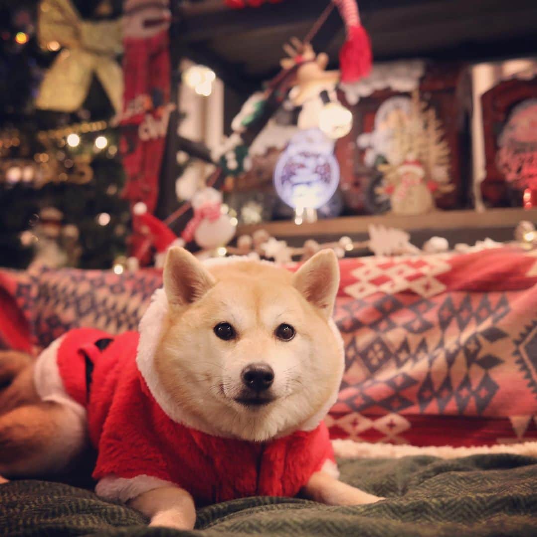 アブさんのインスタグラム写真 - (アブInstagram)「メリメリクリスマース！！　#dog #柴犬 #シバチャ #クリスマス #christmas #xmas」12月24日 18時48分 - abuuungram