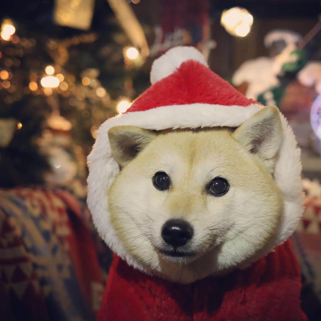 アブさんのインスタグラム写真 - (アブInstagram)「メリメリクリスマース！！　#dog #柴犬 #シバチャ #クリスマス #christmas #xmas」12月24日 18時48分 - abuuungram