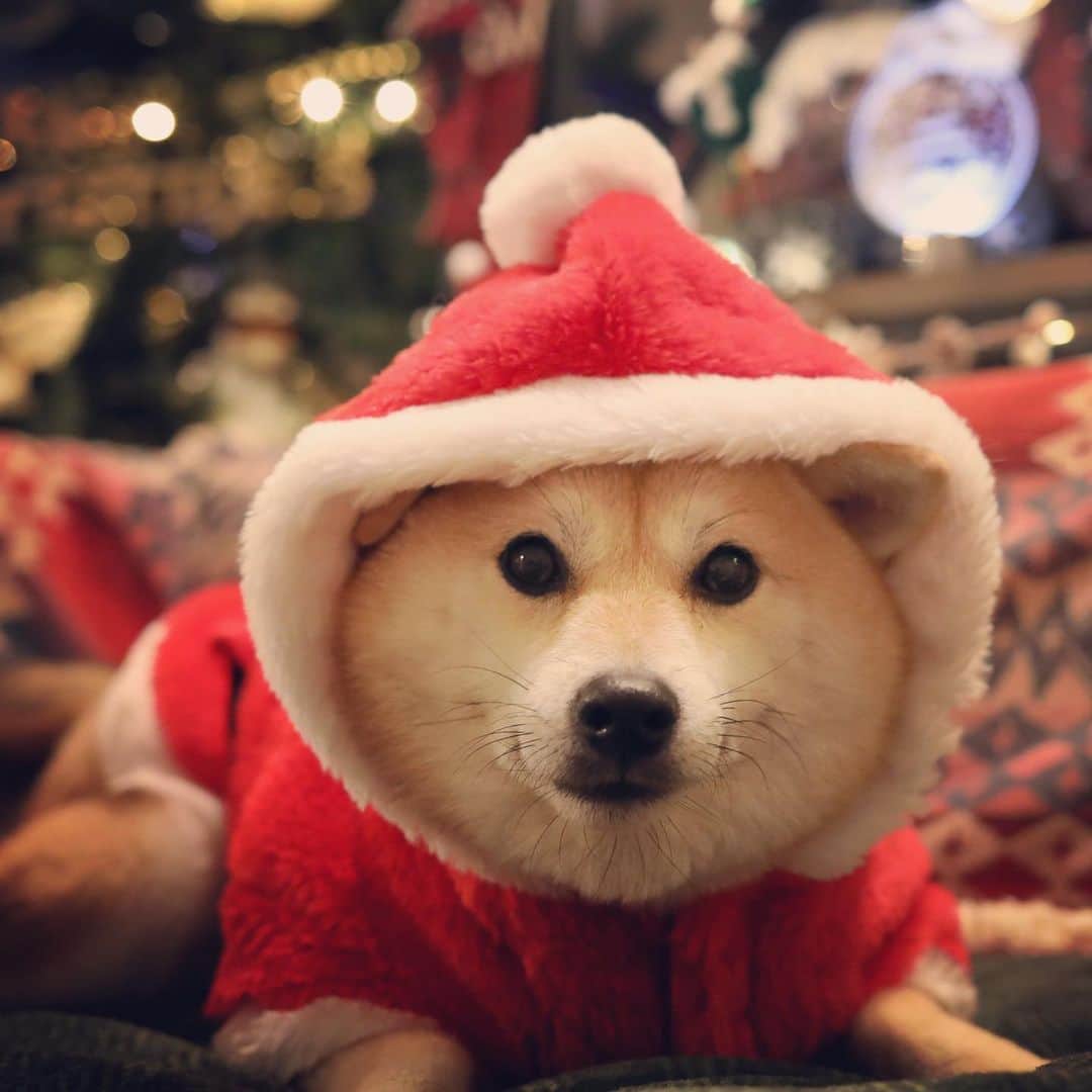 アブのインスタグラム：「メリメリクリスマース！！　#dog #柴犬 #シバチャ #クリスマス #christmas #xmas」