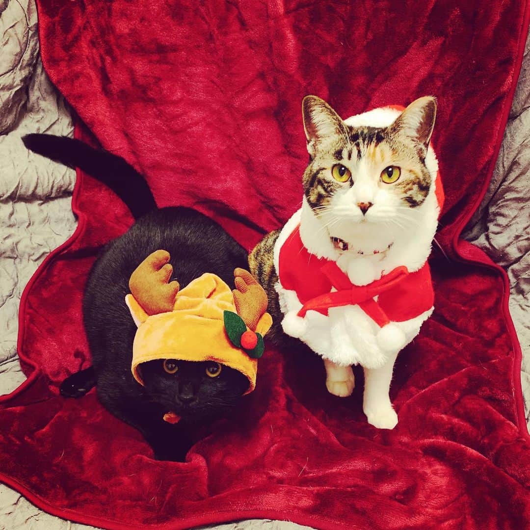 清水愛のインスタグラム：「#猫サンタ 🐈🐈 #めりーくりすます 🎄✨✨ #どの家からまわる〜？ #ここにきーめた♪ ‪ #猫 #ねこ #ネコ #cat #neko #猫部 #猫好き #猫好きさんと繋がりたい #猫動画 #かわいい猫 #かわいい #元保護猫 #猫のいる生活‬ #ねこすたぐらむ」