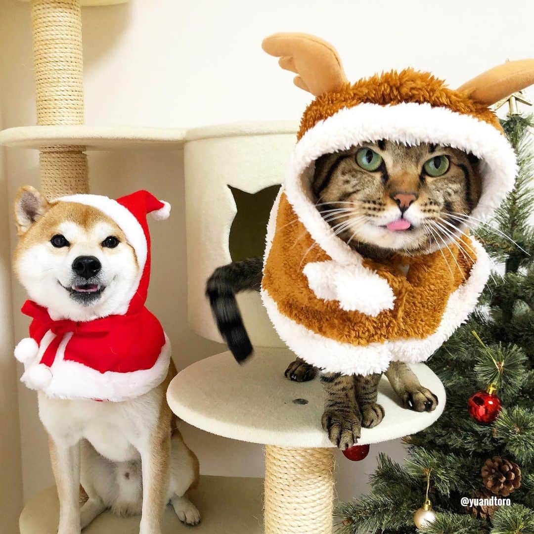 ゆうとろ（柴犬ゆうと猫のとろ）さんのインスタグラム写真 - (ゆうとろ（柴犬ゆうと猫のとろ）Instagram)「. クリスマスイブですね。 素敵なクリスマスを☺️ . #とろがゆうより大きくなっちゃった #この撮影の後でライブしたよ #ライブ視聴ありがとうございました！ #ゆうとろコスプレ . Merry Christmas🎄 Yu🐶Toro🐱」12月24日 19時05分 - yuandtoro
