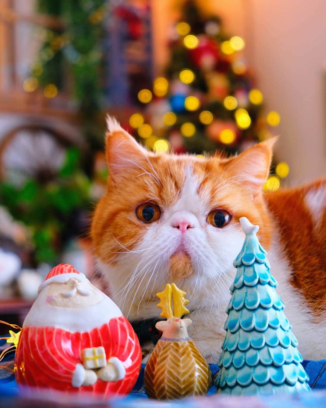 なっつ。さんのインスタグラム写真 - (なっつ。Instagram)「Merry Christmas Eve🎅⛄🎄✨ お菓子の写真撮ろうと思ったら ぽっちゃんが 『撮ってにゃぽ♥️』って 乱入してきたので ぽっちゃんの クリスマス撮影会になったよ😂💕 今年から23日が 祭日じゃなくなっちゃったから なにかとちと不便なクリスマスイブ🙄 #クリスマスイブ #christmas #merrychristmaseve ・ ・ ・」12月24日 19時23分 - punipopo