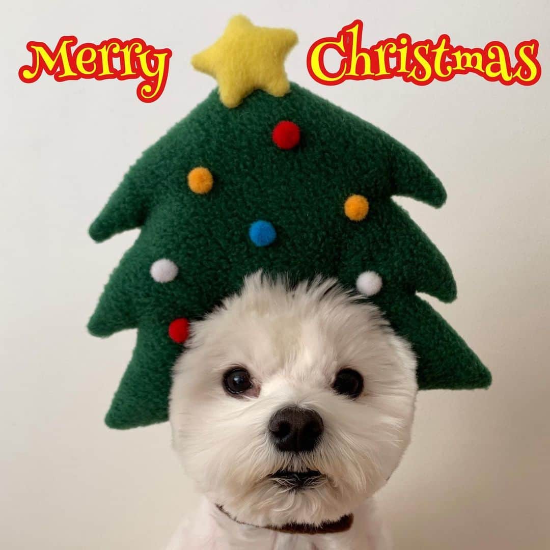 セロリさんのインスタグラム写真 - (セロリInstagram)「【12月24日】 今日はクリスマスイブ。 皆さんにとって素敵なクリスマスイブになりますように。 Merry Christmas‼️🎄🎄🎄 #maltese #マルチーズ #クリスマス #christmas #クリスマスツリー #結婚記念日 #奥さんこれからもよろしく #malteseofinstagram #maltese101 #malteser #malteseofficial #maltesedog #dog #instadog #dogstagram #dogoftheday #doglovers #instapet #adorable #ilovemydog  #ペット #わんこ #ふわもこ部 #犬のいる暮らし #いぬら部  #いぬすたぐらむ #peppyフォト部」12月24日 19時29分 - celeryrabbit