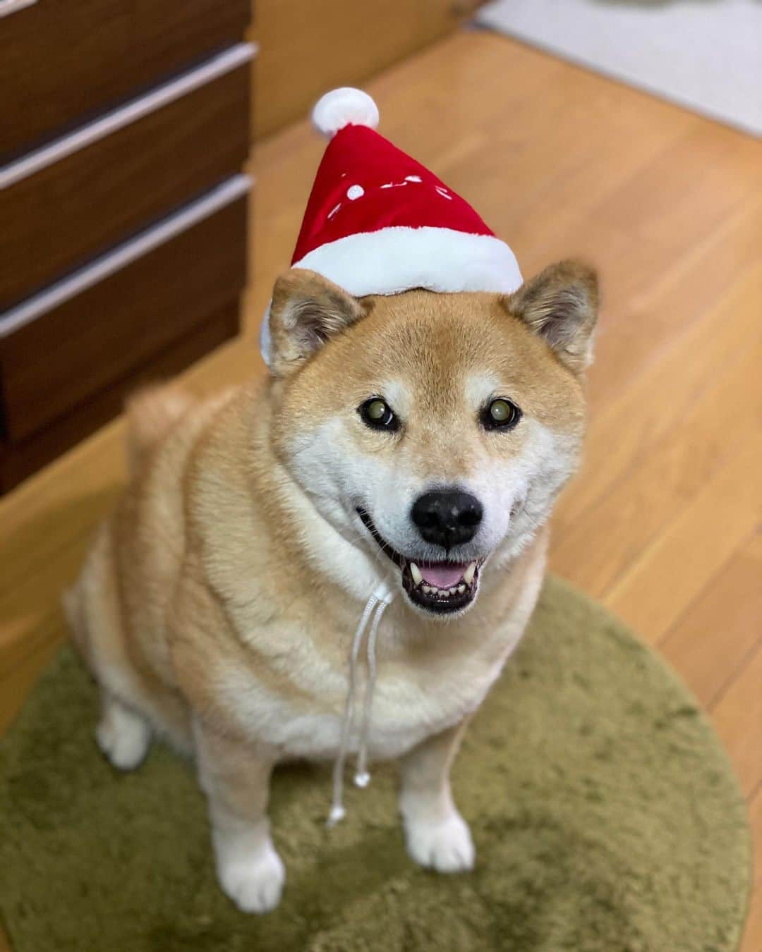 まる（まるたろう）さんのインスタグラム写真 - (まる（まるたろう）Instagram)「Merry Christmas ✨🎄🎁🐶🎅🎄✨メリ〜クリスマル！ #みんなそれぞれクリスマスを楽しんでね〜 #まるは今からご馳走なの☺️ #匂いがぷんぷんする」12月24日 19時36分 - marutaro