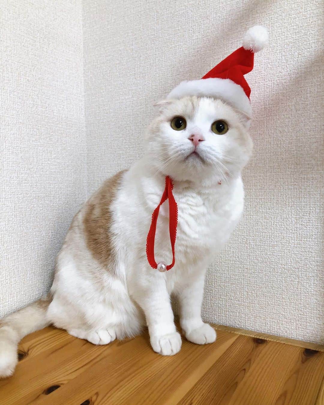 はなぼくろきなこさんのインスタグラム写真 - (はなぼくろきなこInstagram)「きなちょサンタが今年も来てくれましたよ〜🥺❤️毎年ありがとう🥺 きなちょからわたしへのプレゼントはきなちょのおヒゲでした🥺(床に落ちてた)おヒゲ用桐箱にしまっておくね☺️❤️ . . . . . . #はなきな #クリスマスイヴ #クリスマス #merrychristmas  #きなもなクリスマス  #にゃんこ  #スコティッシュフォールド #猫  #猫のいる暮らし #😻 #みんねこ」12月24日 19時49分 - hanabokurokinako