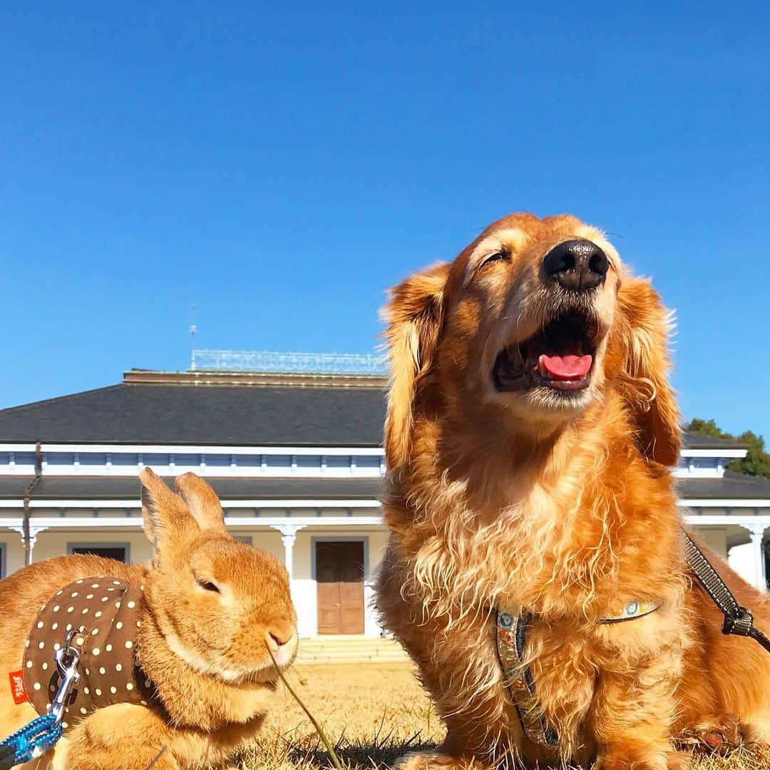 Chieko Shibutaさんのインスタグラム写真 - (Chieko ShibutaInstagram)「たろー🐶&うじゃこ🐰地方☀️ 🎄イブ　あさんぽ🌱 季節感を　忘れそうな ポカポカ陽気☀️☀️☀️ たっぷり　日光浴😊 穏やかな　時間に　リラックス⤴︎の🐶🐰✨ 💕✨🐶🍀🐰✨💕 💕 #dachshund #dachshunds #dachshundlove #dog #dogs #doglove #instadog #instagram #instagood #pet #pets #petsagram #cute #cutepe #cutepet #cutedog #cuteanimals #likes #09076999576 happy #smile #rabbit #ラビット #ミニュチュア #ミニュチュアダックス  #ミニュチュアダックスフント #うさぎ部 #うさぎ #ダックス #ダックスフンドロングヘアー#ねざーらんどどわーふ」12月24日 11時28分 - chieko.81