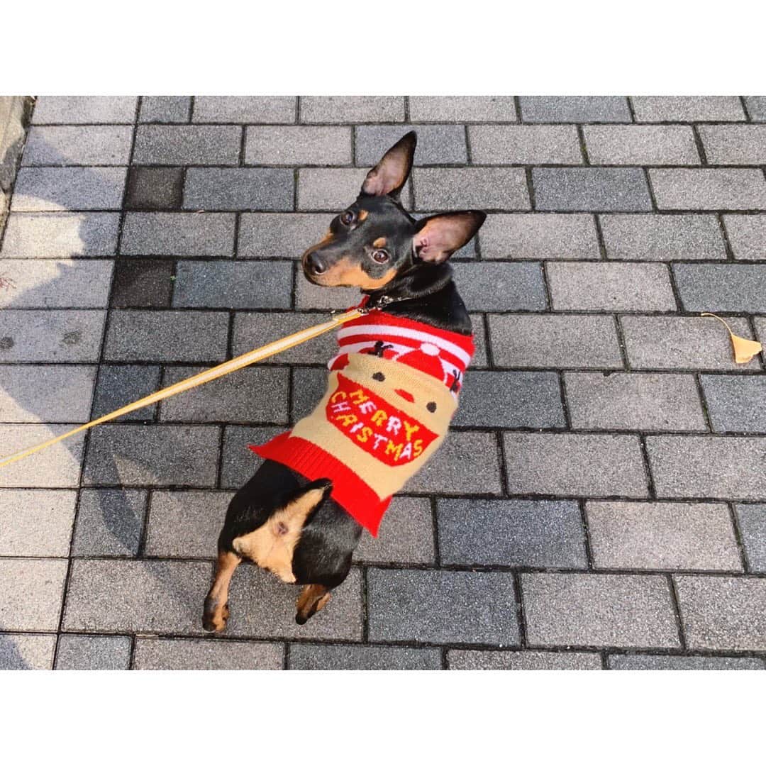 伊藤弘美さんのインスタグラム写真 - (伊藤弘美Instagram)「☺︎﻿ ﻿ トナカイさんのセーターを着てお散歩🎄🐾﻿ ﻿ ﻿ #メリークリスマス　#ミニチュアピンシャー﻿ #ミニピン　#miniaturepinscher #minipin﻿ #子犬　#生後6ヶ月半　#ラスティ　#愛犬﻿」12月24日 11時44分 - hiromi_ito831