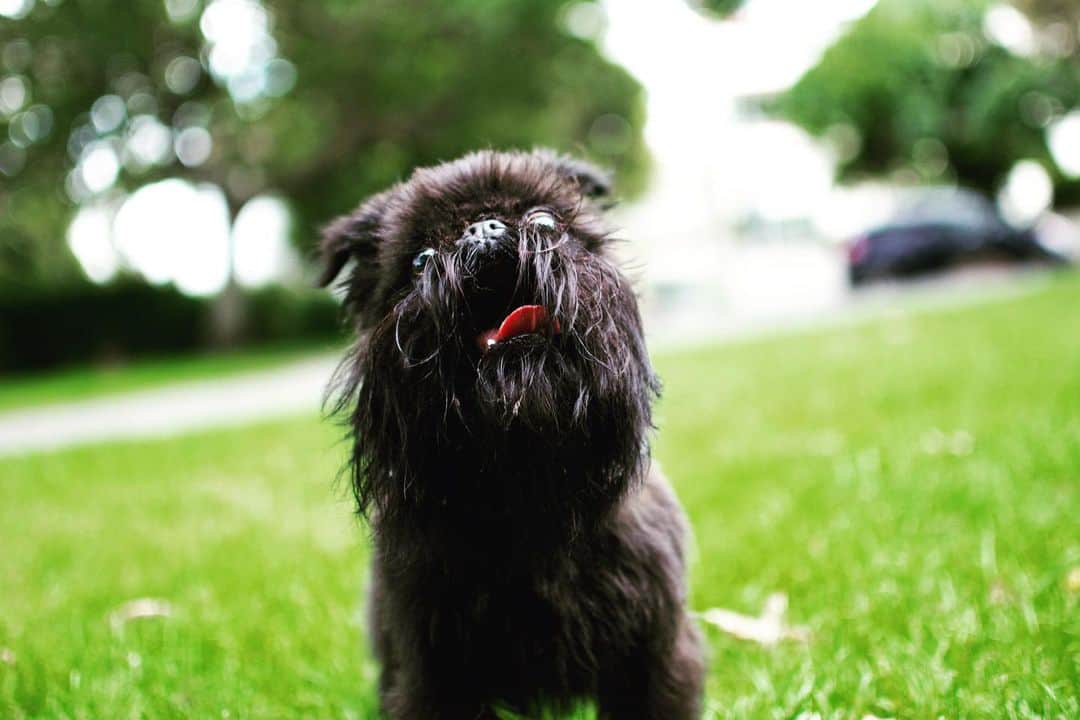 Digby & Aloのインスタグラム：「When mum won’t throw the ball and you want her to THROW THE BALL!」