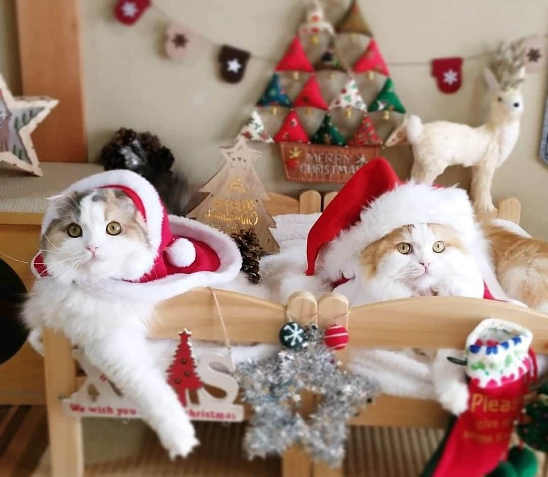 PECOねこ部さんのインスタグラム写真 - (PECOねこ部Instagram)「. 「プレゼント楽しみだにゃー🎶」 #今日はクリスマス・イブ🎄 #サンタさんからのプレゼントを #待ちわびる #福くんと幸ちゃん #今年のクリスマスプレゼントは #何だろうね😚🎶🎁 #regram：@yoshi_u_rara  素敵な写真を投稿してくださったのは… @yoshi_u_rara さん 他にも素敵なお写真がたくさんあるので、ぜひ遊びに行ってみてください！  #ペコねこ部 をつけて投稿すると… PECOで楽しくご紹介させていただきます🎅  #ねこ #猫 #ネコ #ねこ部 #にゃんこ #かわいい #cat #cats #catsofinstagram #cats_of_instagram #catstagram #kawaii #meow #catlover #スコティッシュフォールド #クリスマス #サンタさん #christmascats」12月24日 12時00分 - pecocats