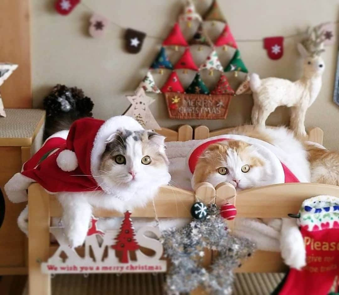 PECOねこ部さんのインスタグラム写真 - (PECOねこ部Instagram)「. 「プレゼント楽しみだにゃー🎶」 #今日はクリスマス・イブ🎄 #サンタさんからのプレゼントを #待ちわびる #福くんと幸ちゃん #今年のクリスマスプレゼントは #何だろうね😚🎶🎁 #regram：@yoshi_u_rara  素敵な写真を投稿してくださったのは… @yoshi_u_rara さん 他にも素敵なお写真がたくさんあるので、ぜひ遊びに行ってみてください！  #ペコねこ部 をつけて投稿すると… PECOで楽しくご紹介させていただきます🎅  #ねこ #猫 #ネコ #ねこ部 #にゃんこ #かわいい #cat #cats #catsofinstagram #cats_of_instagram #catstagram #kawaii #meow #catlover #スコティッシュフォールド #クリスマス #サンタさん #christmascats」12月24日 12時00分 - pecocats