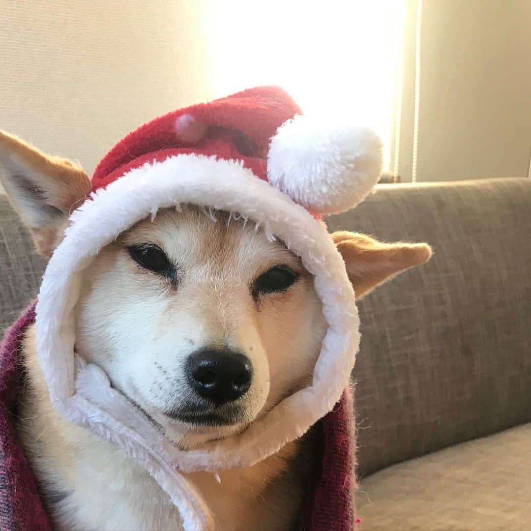 マル子のインスタグラム：「プレゼント🎁を運んできたやる気のないサンタ🎅とトナカイ🛷  #マル子  #老眼に優しい  #ありがとう❤️ #やらせマル子」
