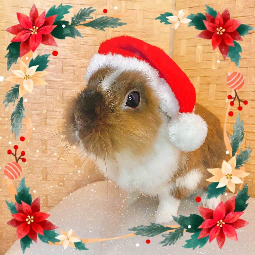 TONEAYUさんのインスタグラム写真 - (TONEAYUInstagram)「Merry Christmas...🎄💕✨﻿ ﻿ 我が家にポキサンタがやってきた🎅🦁😍﻿ ﻿ #ポキライアン﻿ #うさぎ﻿ #ウサスタグラマー﻿ #ふわもこ部﻿ #rabbit﻿ #rabbitstagram﻿ #Xmas」12月24日 12時18分 - toneayu