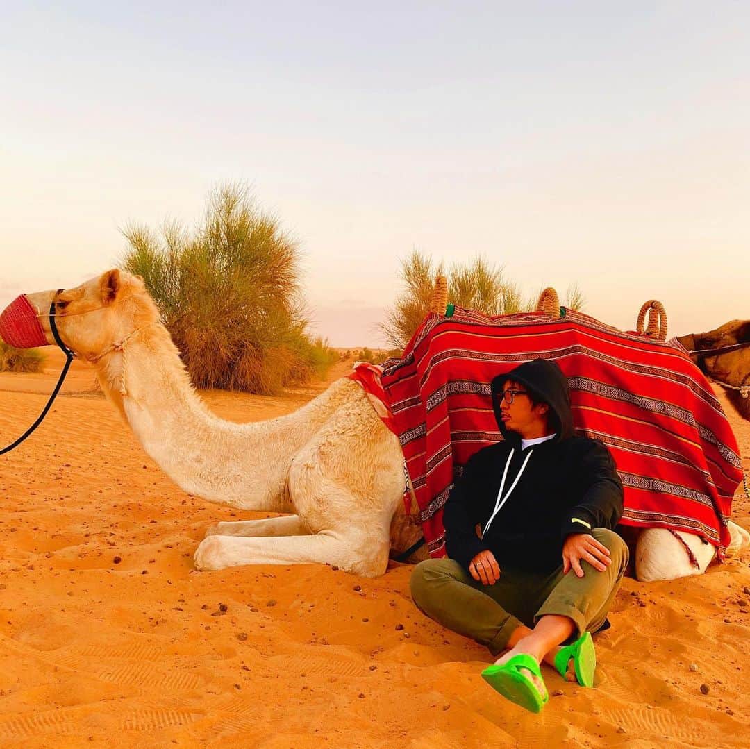 西片かずひろのインスタグラム：「ラクダ  #ラクダ　#ラクダ放題 #ラクダ乗り #ラクダピクニック #砂漠のラクダ　#ラクダ🐪　#砂漠　#desert #desertspa #desertresort」