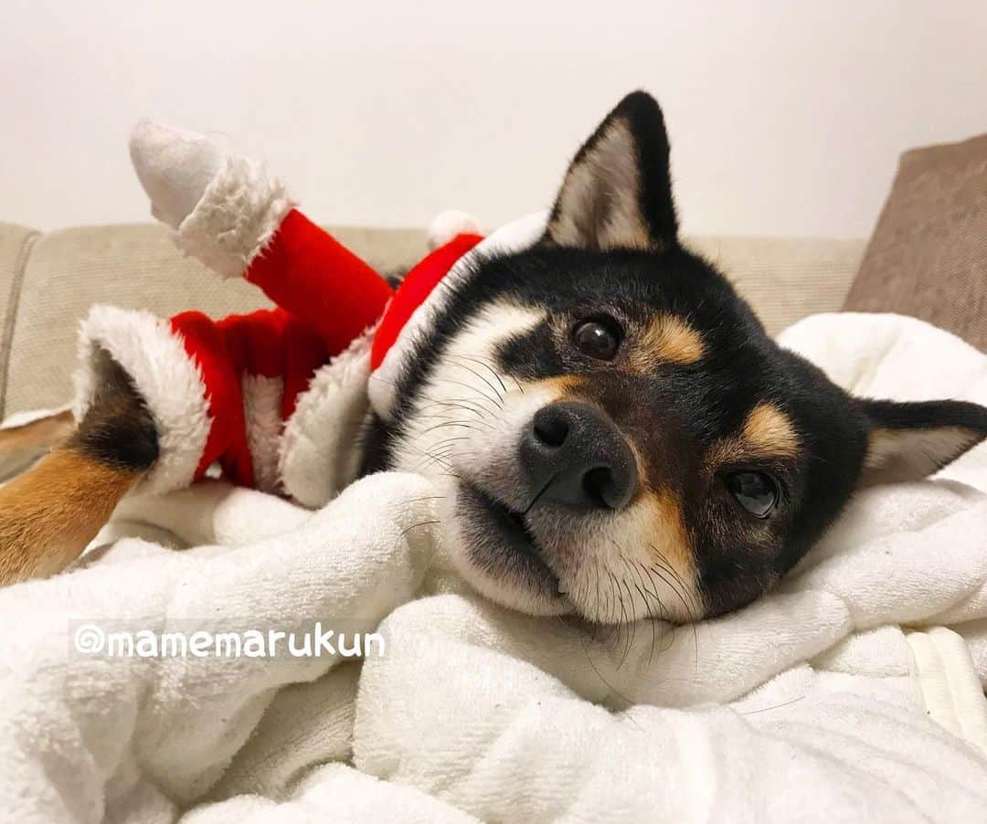 まめ丸のインスタグラム：「* * サンタさん🎅は まだまだおひるね🐶💤 今日は夜おきてなきゃだからね🐶💓 #まめ丸サンタ * Be good for Christmas🎄 I will be there for you on Christmas🐶🎅💓 * #がんばるぞ💪 #まっててね🐶💓 * #柴犬#豆柴#柴#黒柴#黒豆柴#犬#まめ丸二足歩行#shiba#shibainu#shibastagram#shibadog#puppy#instadog#dogstagram#dog#mameshiba#instashiba#petstagram#pet#buzzfeedanimals#cute#cutedog#강아지#멍스타그램#クリスマス#christmas」