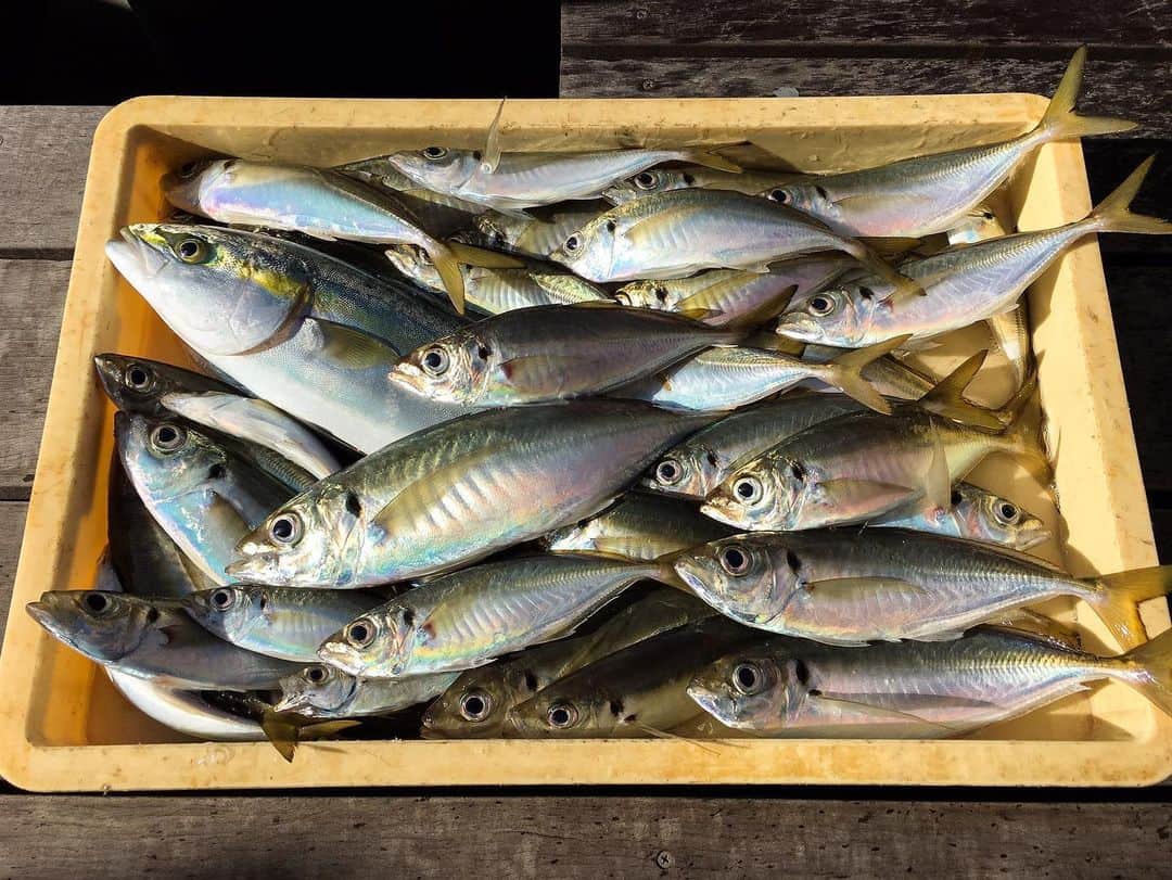 香月ハルさんのインスタグラム写真 - (香月ハルInstagram)「アジが大漁に釣れたよ。 久々の好釣果！！！ #九ちゃんフィッシング #釣り #fish fishing」12月24日 13時13分 - halu_kazuki