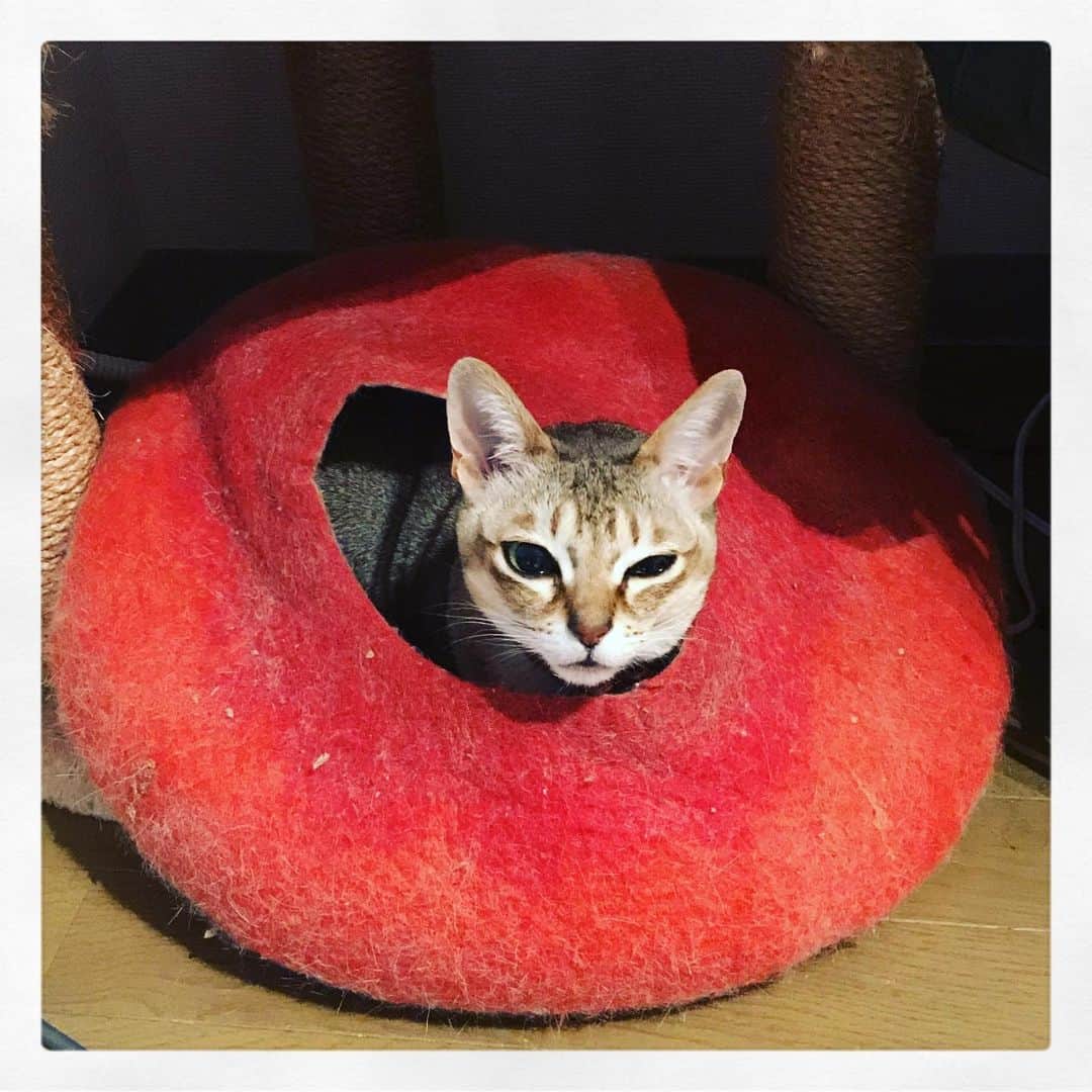 古谷恵さんのインスタグラム写真 - (古谷恵Instagram)「ここ数日元気ないので病院連れてったけど特に異常なし。 おじいだから心配だけどとりあえず何もなくて良かった。 ただ、まあよく肥えて！(意訳)と言われて帰ってきましたよ。 #cat#猫#singapuracat#シンガプーラ#大豆」12月24日 13時51分 - megumifuruya