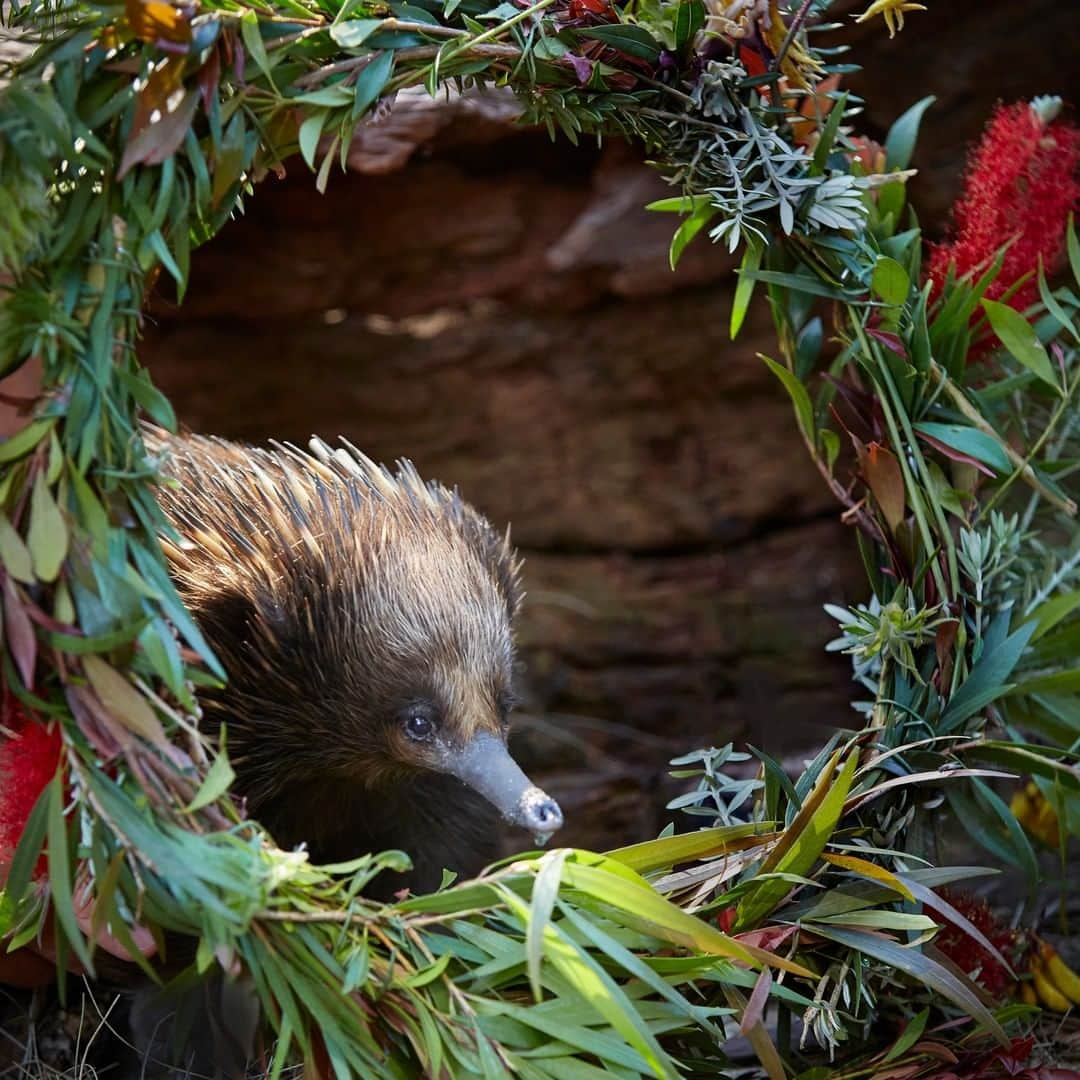 タロンガ動物園さんのインスタグラム写真 - (タロンガ動物園Instagram)「We just can’t get enough of these beautiful photos of some of our animals enjoying their Christmas enrichment activities! These images were featured in the amazing @womensweeklymag Christmas issue and were captured by @nickcubbinphoto.  We especially loved watching the Meerkats climbing all over and search for food in their timber ‘gingerbread’ houses. Come visit us these holidays to see what other enrichment activities our teams come up with!  #forthewild」12月24日 14時00分 - tarongazoo