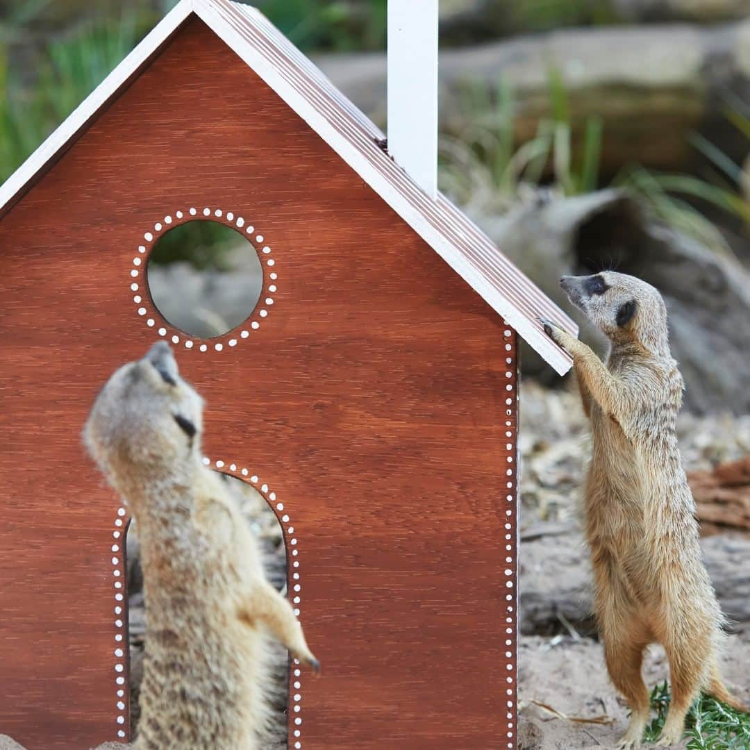 タロンガ動物園さんのインスタグラム写真 - (タロンガ動物園Instagram)「We just can’t get enough of these beautiful photos of some of our animals enjoying their Christmas enrichment activities! These images were featured in the amazing @womensweeklymag Christmas issue and were captured by @nickcubbinphoto.  We especially loved watching the Meerkats climbing all over and search for food in their timber ‘gingerbread’ houses. Come visit us these holidays to see what other enrichment activities our teams come up with!  #forthewild」12月24日 14時00分 - tarongazoo