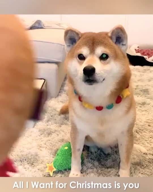 shibainu berryのインスタグラム