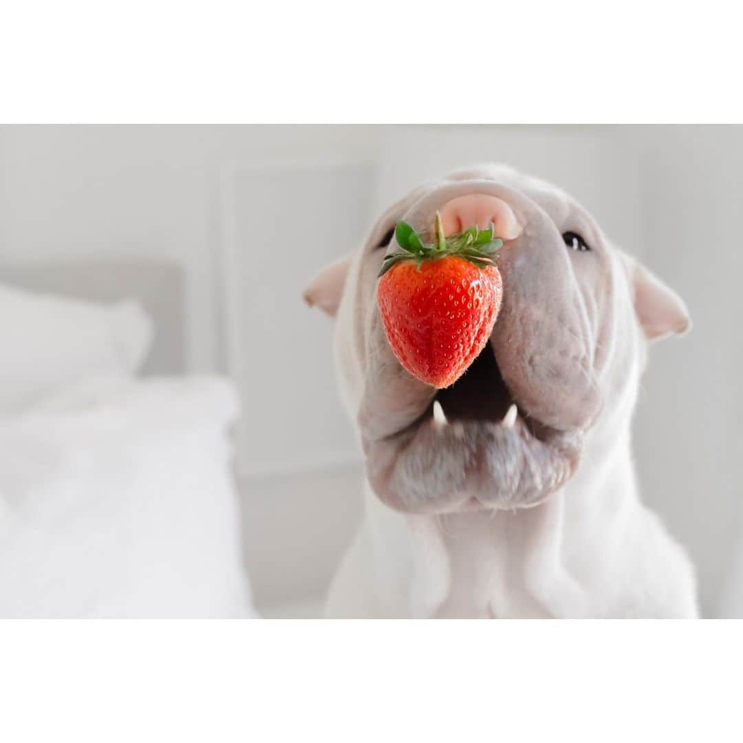 annie&pADdinGtoNさんのインスタグラム写真 - (annie&pADdinGtoNInstagram)「Playing with our food 🍓 #fruitsalad #christmas #iloveyouberrymuch #love #lambington #play #sharpei #sharpeisofinstagram #sharpeiworld #dog #dogs #dogsofinsta #dogsofinstagram #dogoftheday #strawberry #catch #ilovemydog #wrinkles #doggo #barked #instagood #pet #weeklyfluff #cutepetclub #iloveyoutothemoonandback」12月24日 15時13分 - anniepaddington