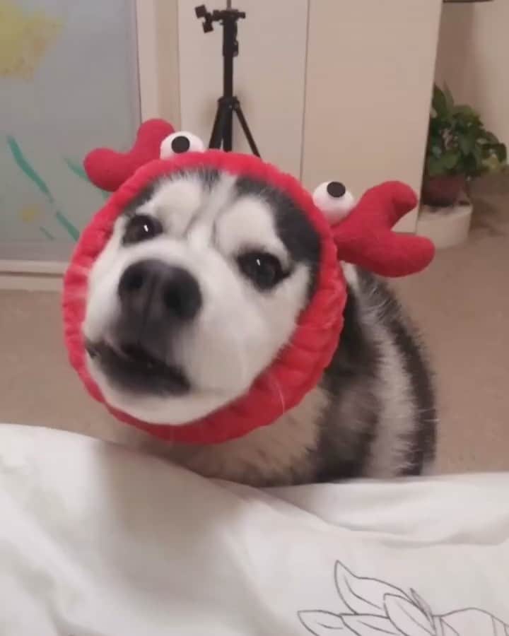 husky and malamuteのインスタグラム：「Christmas is coming.🥳🎄 follow @alaskandaily （Twitter：alaskandaily）for more cute pic and video.😜 ……………………………………………………………… Each video was approved by the original author. But  don't have a Instagram account. We are first one post those video. So watermark credit @alaskandaily ……………………………………………………………… #alaskan#malamute#alaskanmalamute#alaskanhusky#malamutesofinstagram#puppylife#puppylove#puppydog#puppylover#dogdays#malamutepuppy#huskies#huskeypuppy#huskeiesreq#siberian#huskeiesofig#dogslife#dogsofnyc#cutedog#cutedogs#huskeypics#huskeylovers#huskygram#huskeylove#huskiesofinstagram#dogsofnyc#husky#狗」