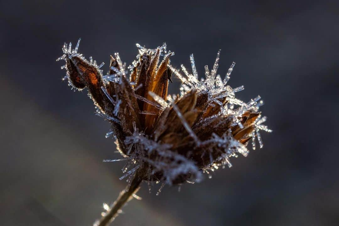 アンジー・ペインさんのインスタグラム写真 - (アンジー・ペインInstagram)「Ice needles on Kentucky plants. • • • • • #macro #macrophotography」12月24日 15時49分 - angelajpayne