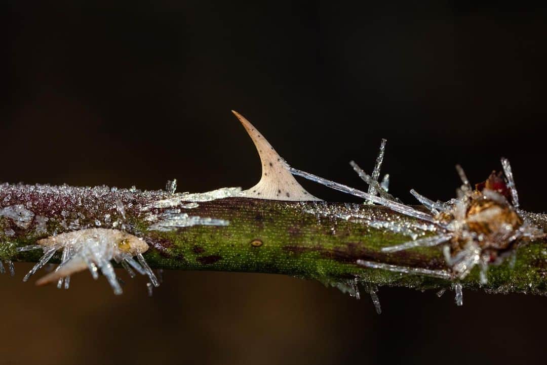 アンジー・ペインさんのインスタグラム写真 - (アンジー・ペインInstagram)「Ice needles on Kentucky plants. • • • • • #macro #macrophotography」12月24日 15時49分 - angelajpayne