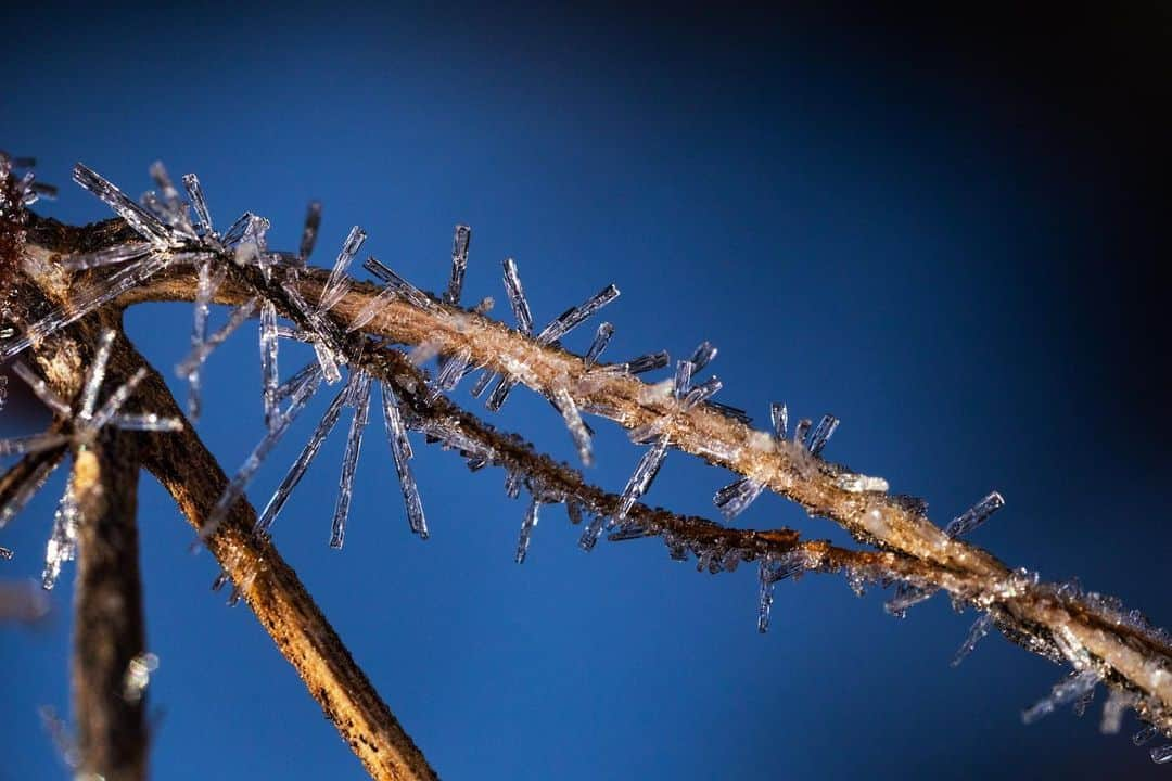 アンジー・ペインさんのインスタグラム写真 - (アンジー・ペインInstagram)「Ice needles on Kentucky plants. • • • • • #macro #macrophotography」12月24日 15時49分 - angelajpayne