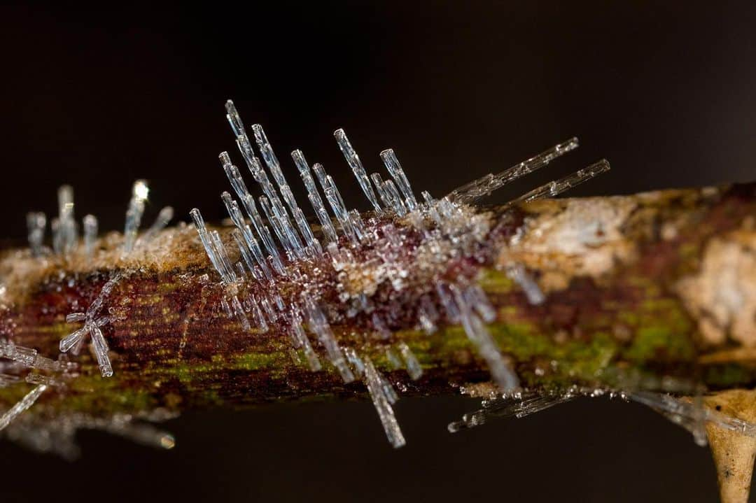 アンジー・ペインさんのインスタグラム写真 - (アンジー・ペインInstagram)「Ice needles on Kentucky plants. • • • • • #macro #macrophotography」12月24日 15時49分 - angelajpayne