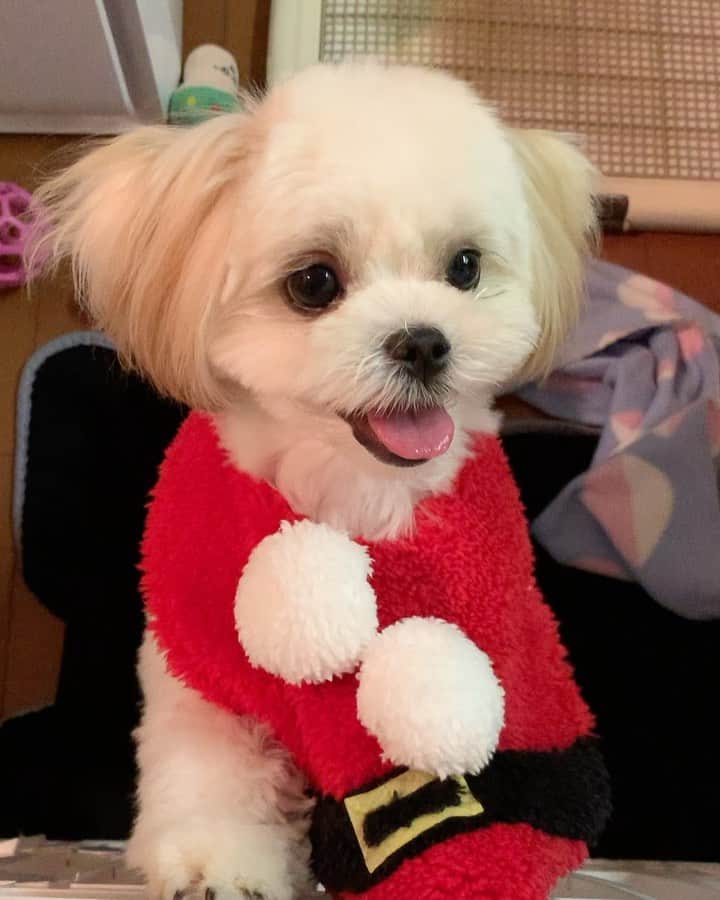 のインスタグラム：「赤ちゃん用のまいまい(前かけ)つけたらサンタさんになった🎅🏻可愛すぎ⛄️ #クリスマスプレゼント🎁  #いぬすたぐらむ #犬のいる暮らし」