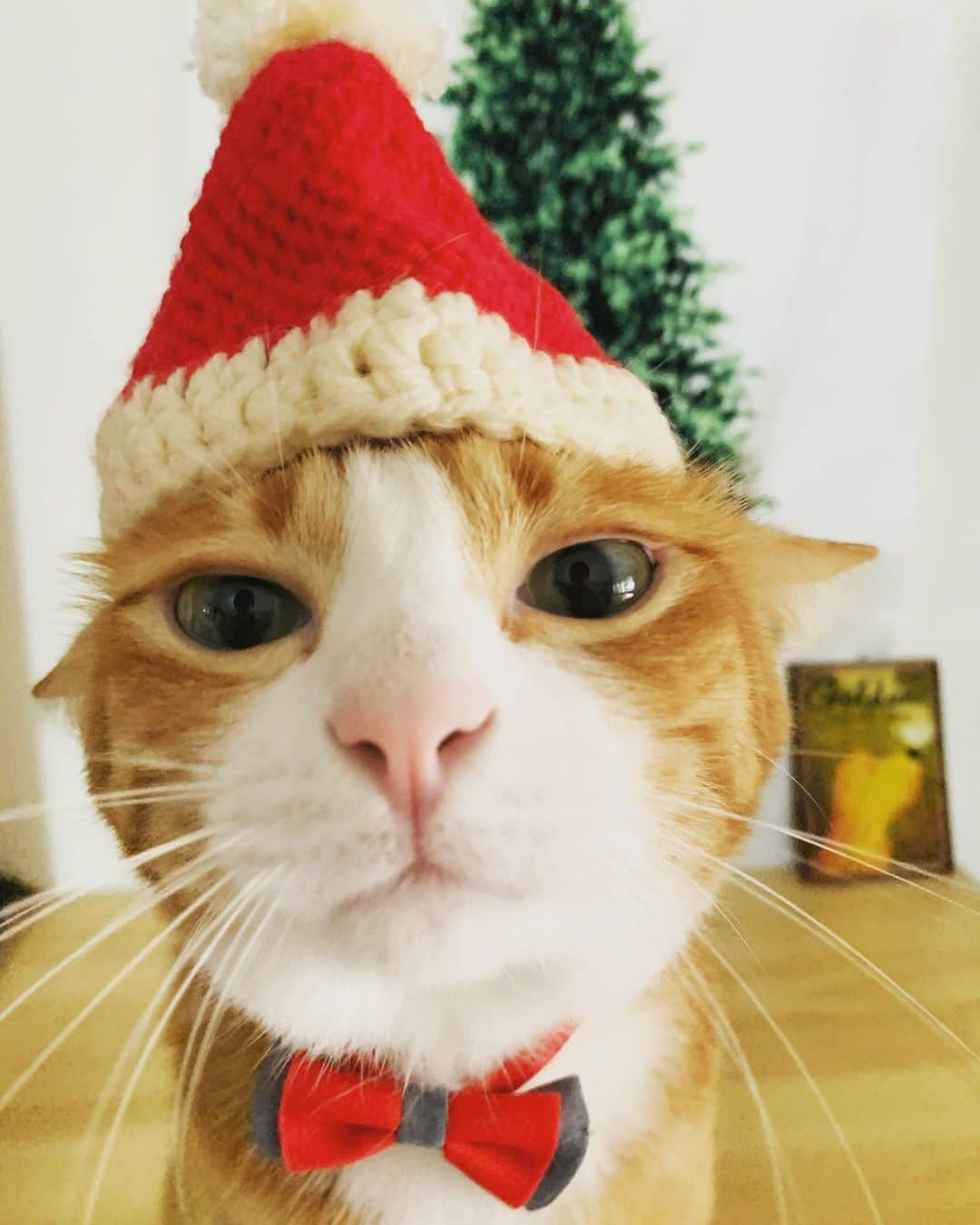 tamatamagoさんのインスタグラム写真 - (tamatamagoInstagram)「😼Santa Honey 🎅 . . 😼プレゼントはちゅーるいっぱいでよろしくお願いするにゃよ。 . .  #暑すぎてクリスマス感ゼロ🎄🌴🌞🎅💦 #もっちゃん元気だそうです☺️ #昨夜はおばあちゃんとお孫さんと一緒に寝たんだって🙂 . .  2019/12/24 . .  #茶トラ　#茶トラ男子部  #茶トラ白 #茶白　#猫好きさんと繋がりたい #ペコねこ部 #上目遣い  #保護猫　#タイ猫　#ハチワレ　#catthailand #cats_of_instagram #catstagram #meowdel_feature #kittensofinstagram #meowbox #แมว #แมวไทย #orangetabby #クリスマス　#christmas」12月24日 16時14分 - tamatamago