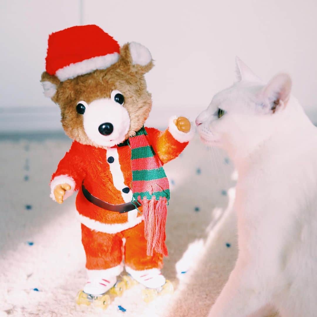 omomuroniさんのインスタグラム写真 - (omomuroniInstagram)「Merry Christmas 🎄 #今週の雑貨 🎅 . よいクリスマスを ♫•*¨*•.¸¸♪✧ . #こないだのパイセンとは違う子だよ #撮ってると写り込みにくるシリーズ  #自分にピントが合ってると信じてる #nuco_ivy」12月24日 16時37分 - omomuroni