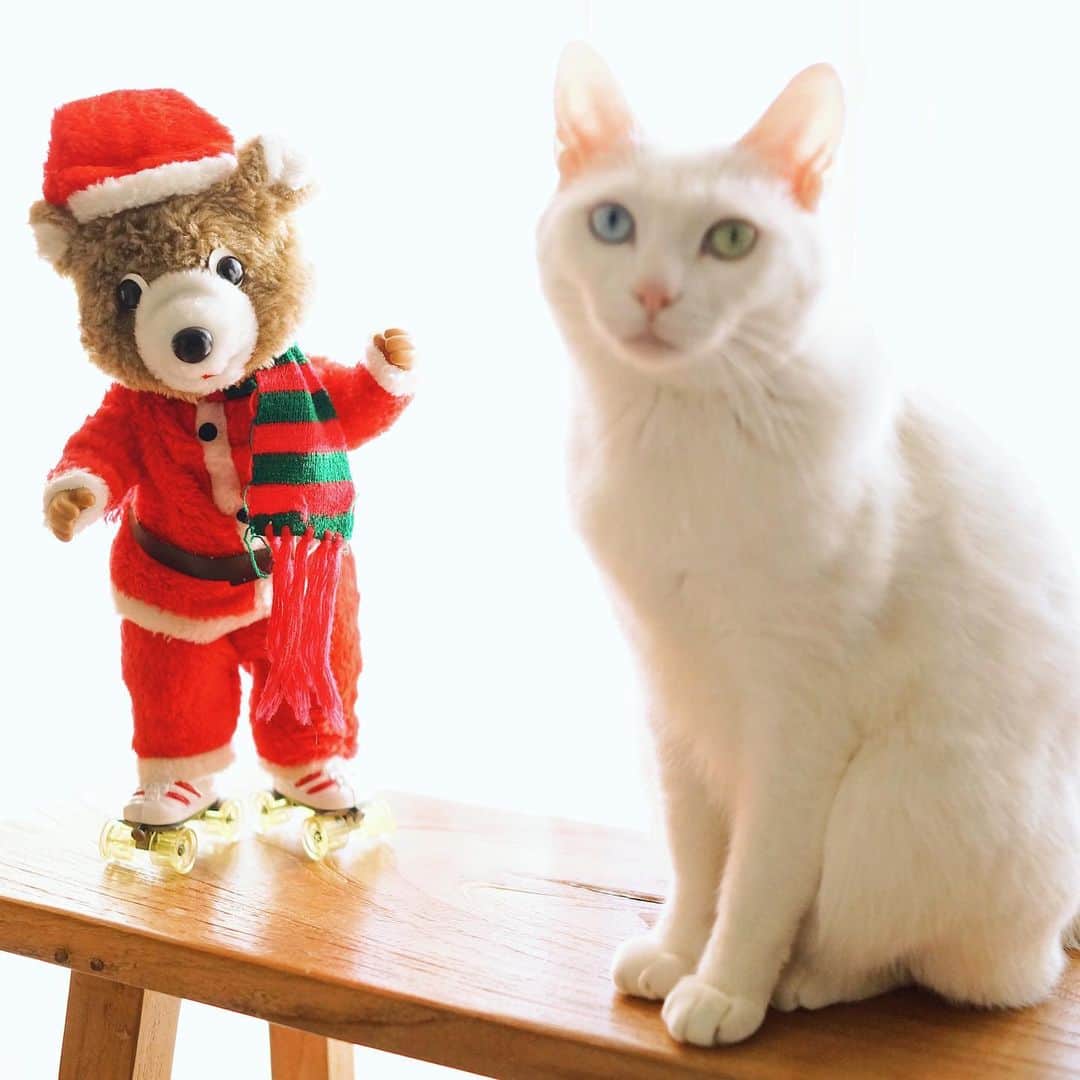 omomuroniさんのインスタグラム写真 - (omomuroniInstagram)「Merry Christmas 🎄 #今週の雑貨 🎅 . よいクリスマスを ♫•*¨*•.¸¸♪✧ . #こないだのパイセンとは違う子だよ #撮ってると写り込みにくるシリーズ  #自分にピントが合ってると信じてる #nuco_ivy」12月24日 16時37分 - omomuroni