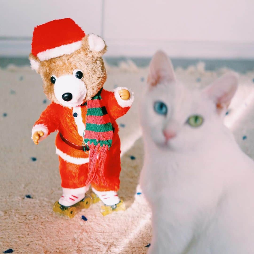 omomuroniさんのインスタグラム写真 - (omomuroniInstagram)「Merry Christmas 🎄 #今週の雑貨 🎅 . よいクリスマスを ♫•*¨*•.¸¸♪✧ . #こないだのパイセンとは違う子だよ #撮ってると写り込みにくるシリーズ  #自分にピントが合ってると信じてる #nuco_ivy」12月24日 16時37分 - omomuroni