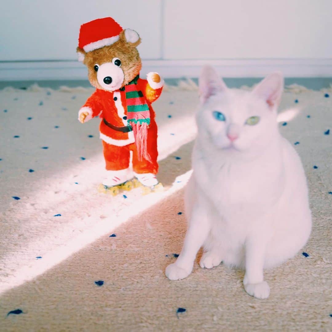 omomuroniさんのインスタグラム写真 - (omomuroniInstagram)「Merry Christmas 🎄 #今週の雑貨 🎅 . よいクリスマスを ♫•*¨*•.¸¸♪✧ . #こないだのパイセンとは違う子だよ #撮ってると写り込みにくるシリーズ  #自分にピントが合ってると信じてる #nuco_ivy」12月24日 16時37分 - omomuroni